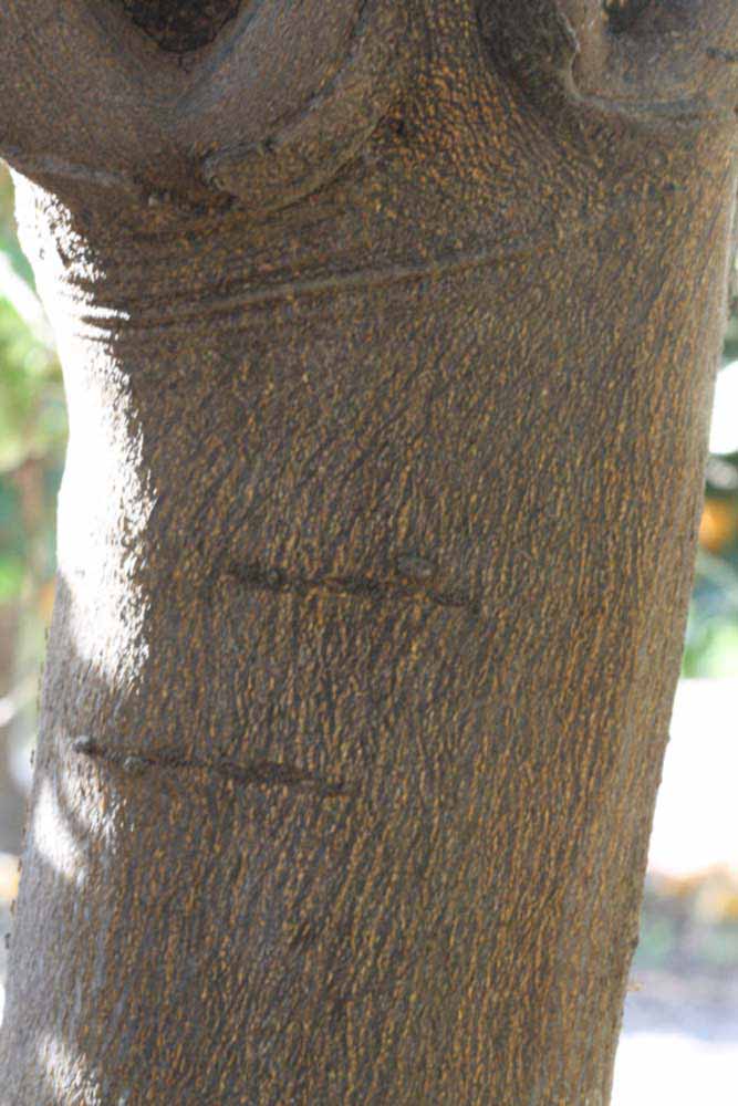              Bark (Riverside, CA)       